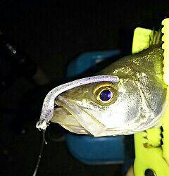 やっとメバルがスタート！