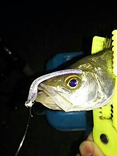 やっとメバルがスタート！