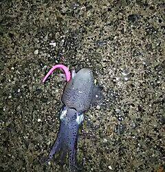 シャローのメバル