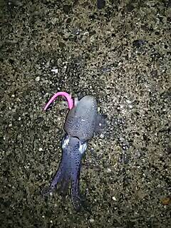 シャローのメバル