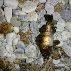 ゴロタ浜のメバル