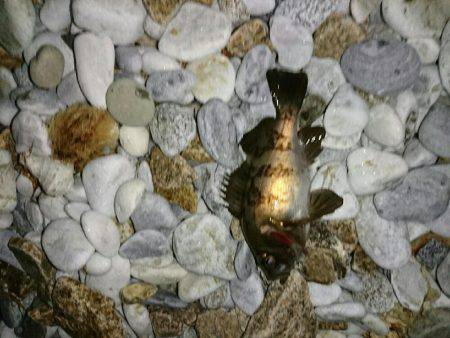 ゴロタ浜のメバル