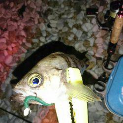 数は、釣れます