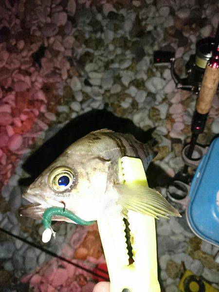 数は、釣れます