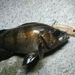 須磨海岸メバリング