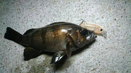 須磨海岸メバリング