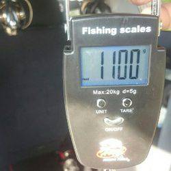 春らしいエギング