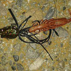 連夜のキビレゲーム