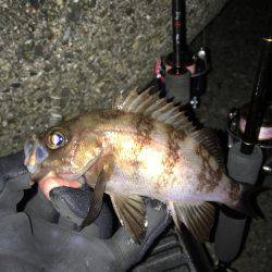 アイナメングからのメバリング