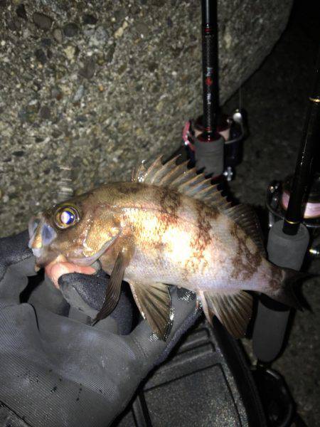 アイナメングからのメバリング