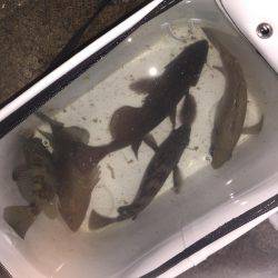 爆風メバリング