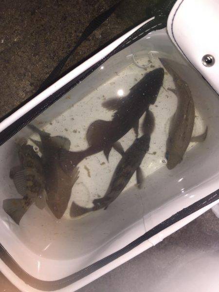 爆風メバリング