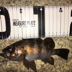 久々メバリング