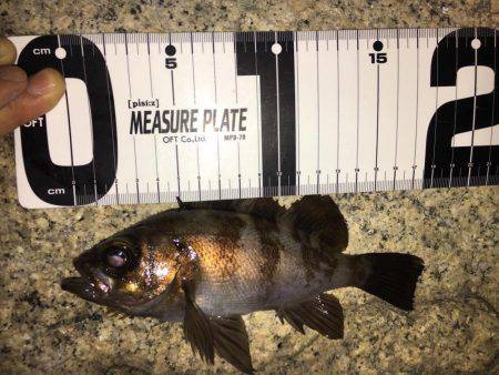 久々メバリング