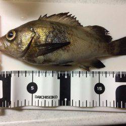 メバリング楽しいー!