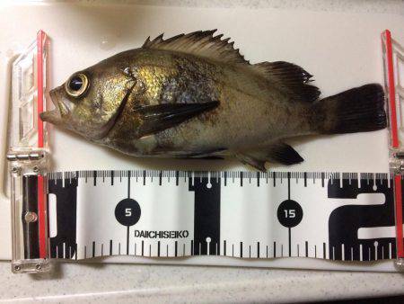 メバリング楽しいー!