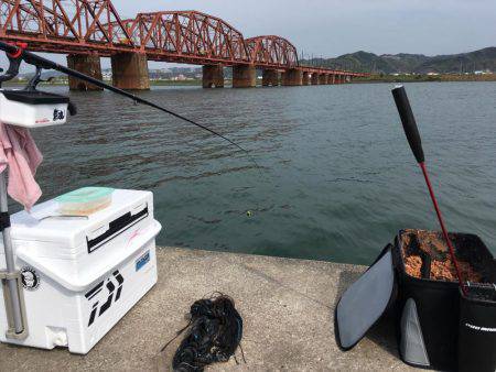 紀ノ川チヌ終了？