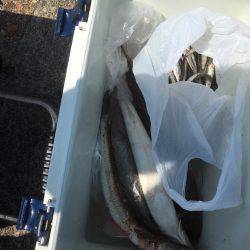 夜釣りに来たんだけど