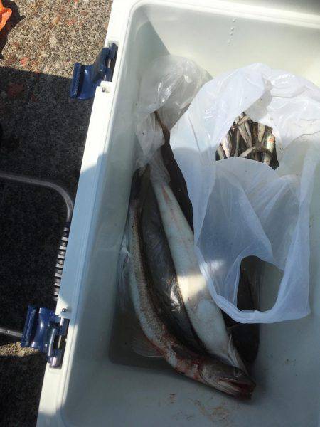 夜釣りに来たんだけど