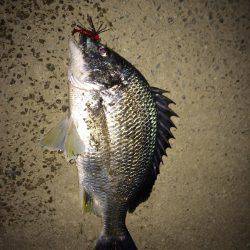 チニング短時間釣行！！