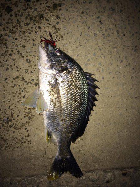 チニング短時間釣行！！