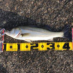 エビ撒きのハネ好調!