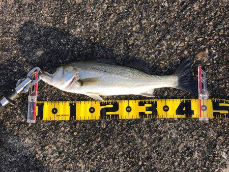 エビ撒きのハネ好調!