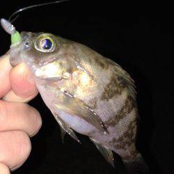 漁港にてメバリング