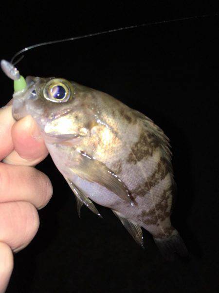 漁港にてメバリング