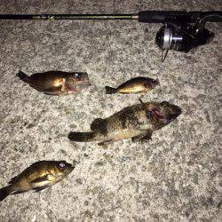 雨の次の日！！メバリング