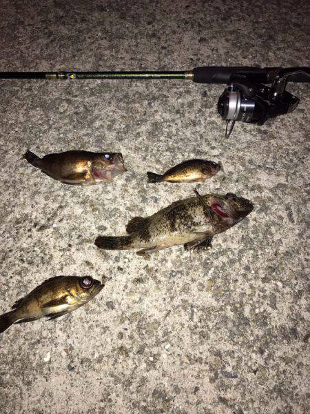 雨の次の日！！メバリング