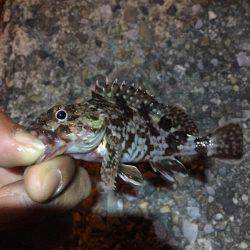 ミニミニガシラとメバル！