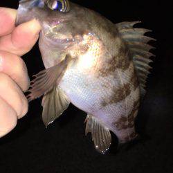 メバリング好調です