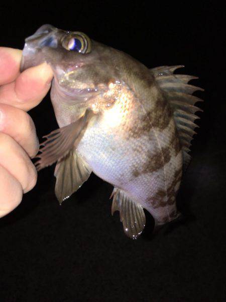 メバリング好調です