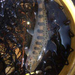 秋川渓流ルアー