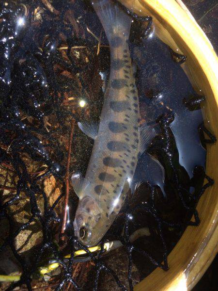 秋川渓流ルアー