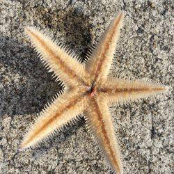 初チヌーーーーーー