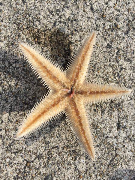 初チヌーーーーーー