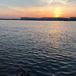 南港でエビ撒き！良型チヌも‼︎