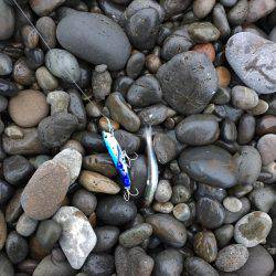 エソ3匹 煙樹ヶ浜