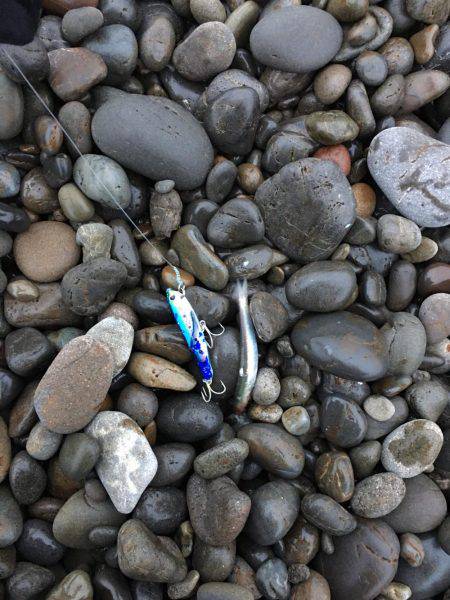 エソ3匹 煙樹ヶ浜