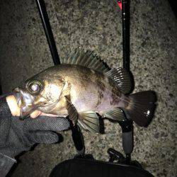 ガシリンクからのメバリング