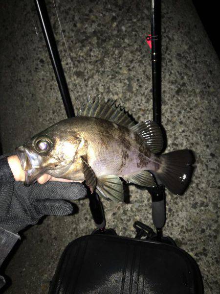 ガシリンクからのメバリング