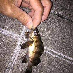 アジ探しメバリング