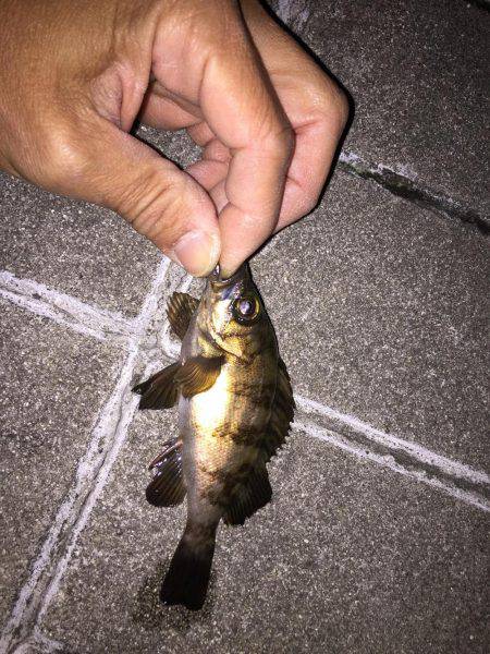 アジ探しメバリング