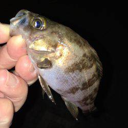 ナイトゲーム メバリング