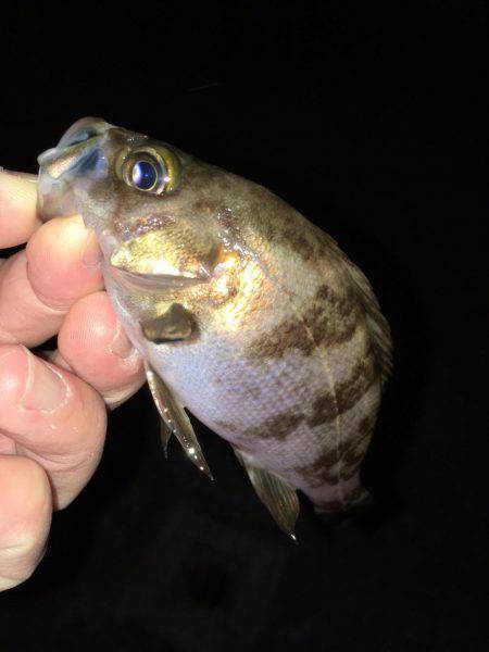 ナイトゲーム メバリング