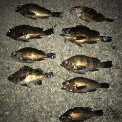 大潮大満足釣行！！昨日に引き続き大潮メバリング！！