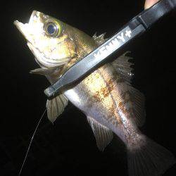 順調に釣れております(^^)