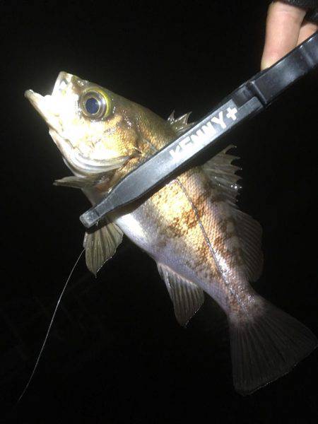 順調に釣れております(^^)